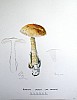 amanita_crocea_f1_043.jpg