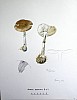 amanita_porphyria_f1_014.jpg