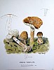 amanita_rubescens_f2_062.jpg