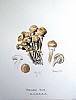 armillaria_mellea_f1_006.jpg