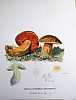 boletus_erythropus_f2_068.jpg