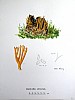 calocera_viscosa_f2_093.jpg