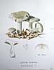 clitocybe_nebularis_f3_110.jpg