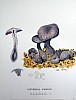 cortinarius_violaceus_f2_065.jpg