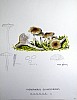 hygrophorus_olivaceoalbus_f2_071.jpg