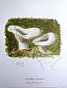 lactarius_vellereus_f1_034.jpg