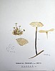 marasmius_perforans_f2_077.jpg