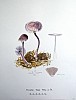 mycena_pura_f1_031.jpg