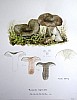 russula_nigricans_f3_122.jpg