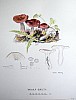 russula_queletii_f3_116.jpg