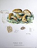 tylopilus_felleus_f2_090.jpg