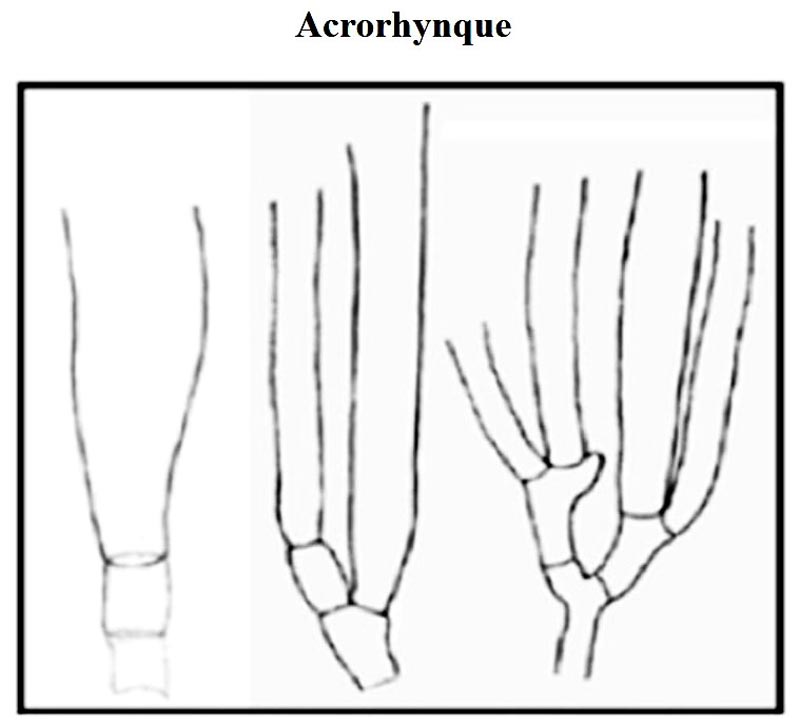 Acrorhynque