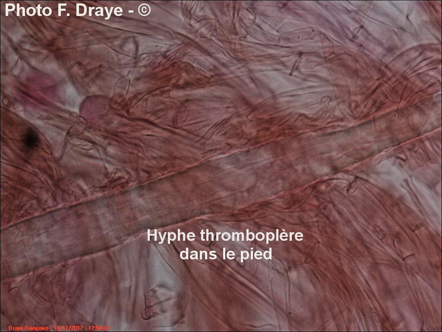 Hyphe thromboplère