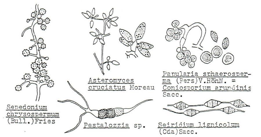 Aleuriospore