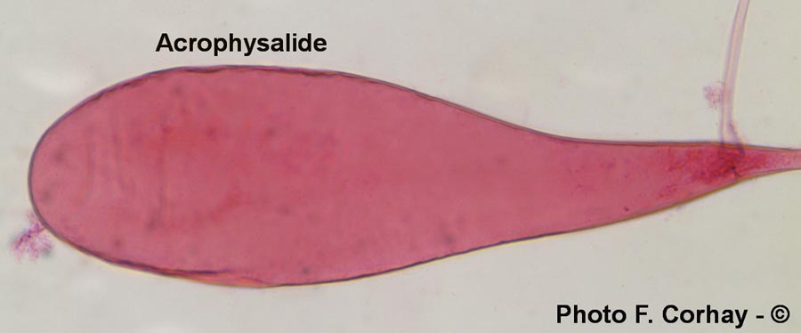 Acrophysalides