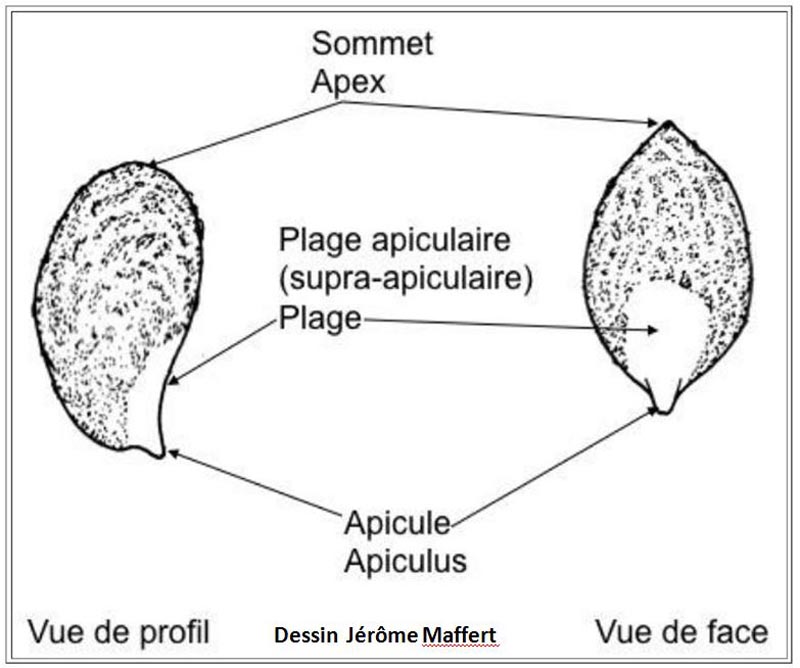 Apicule