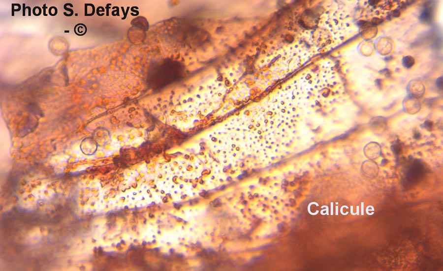 Calicule