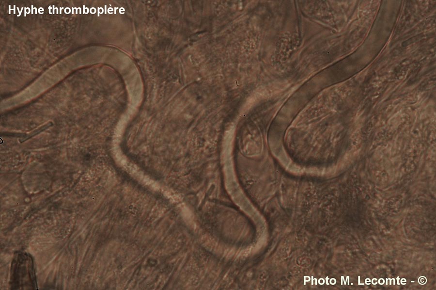 Hyphe thromboplère