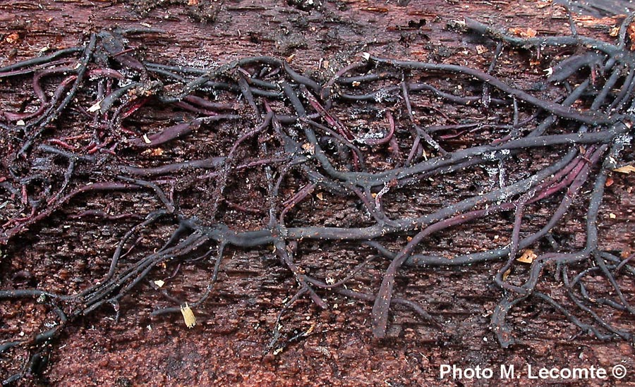 Armillaria tabescens