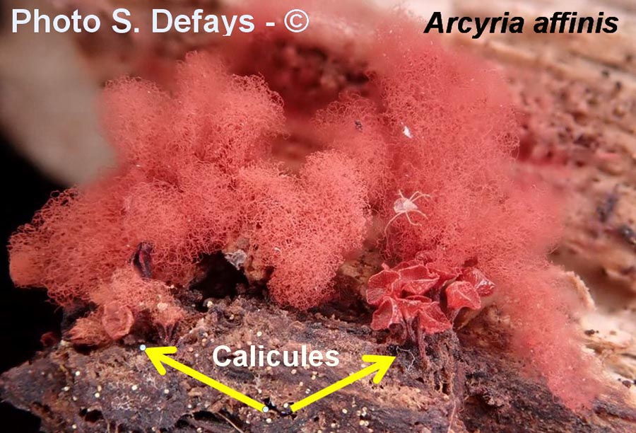 Calicule (S. Defays)