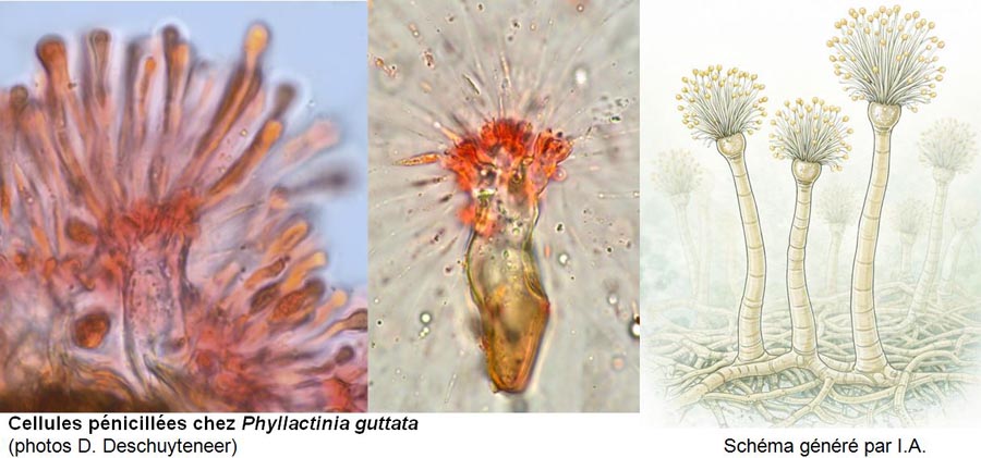 Cellule pénicillée