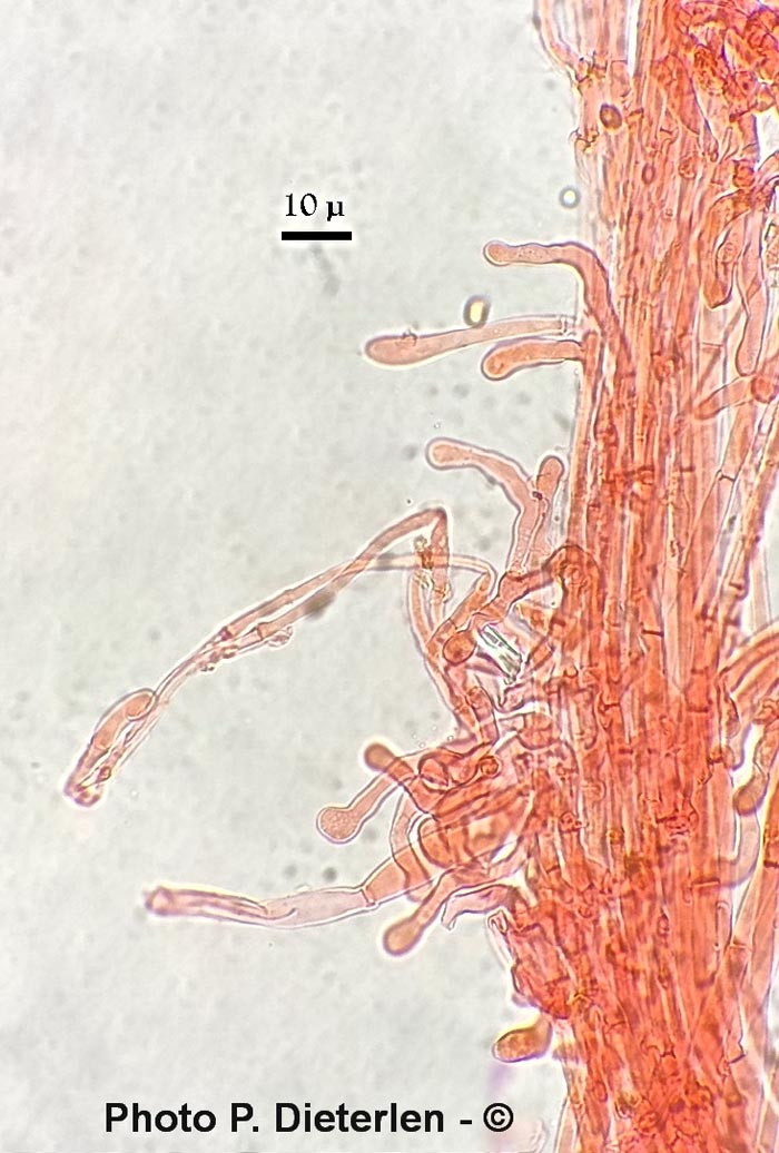 Caulocystides