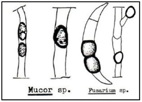 Chlamydospore