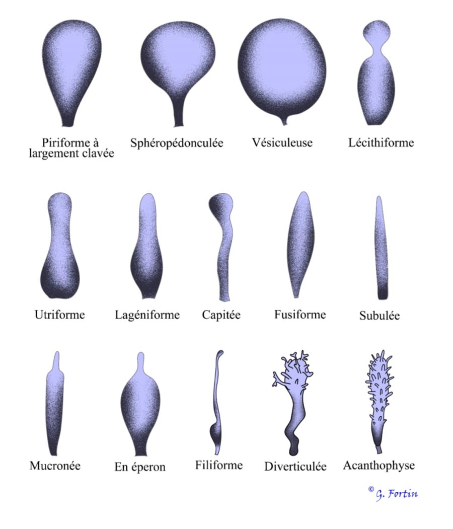 Formes des cystides