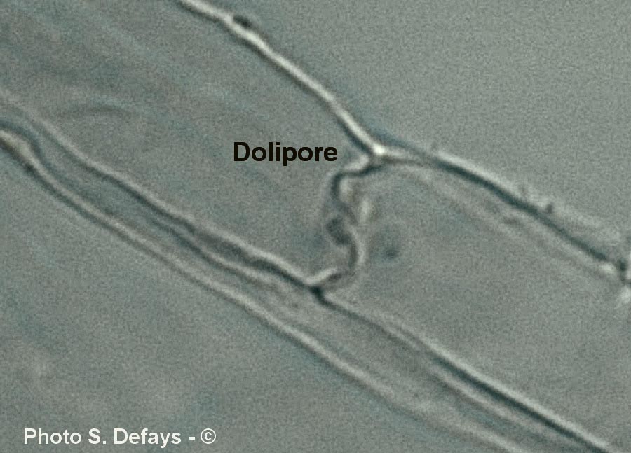 Dolipore