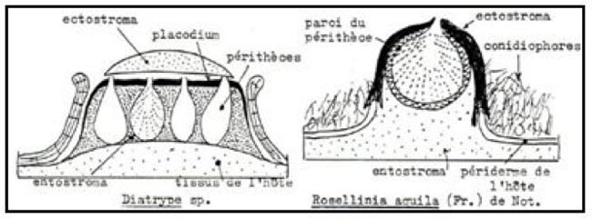 Ectostroma