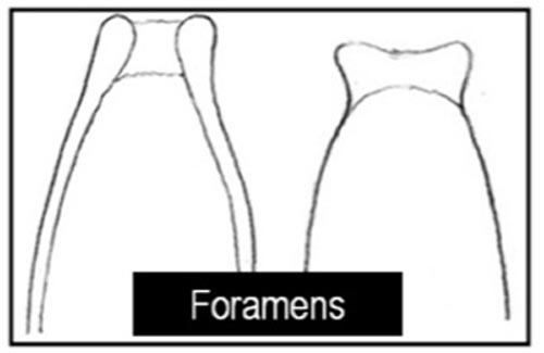 Foramen