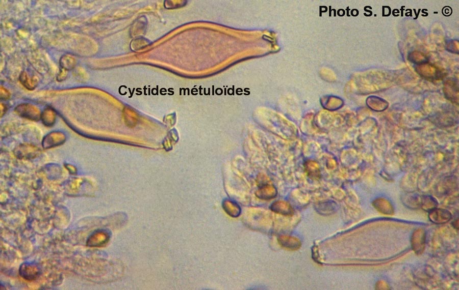 Cystide métuloïde