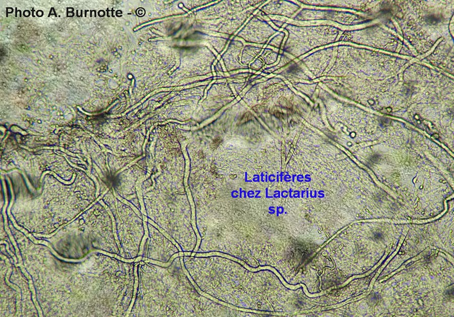 Hyphes laticifères chez Lactarius sp.