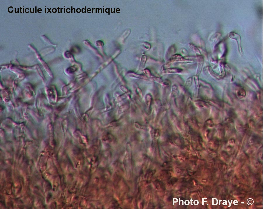 Cuticule ixotrichodermique