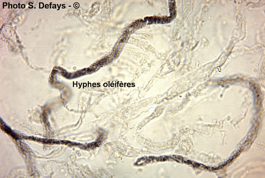 Hyphes oléifères