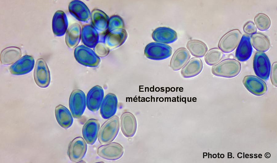 Endospore métachromatique