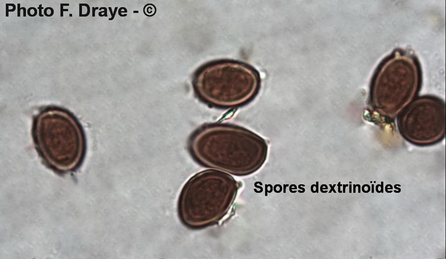 Dextrinoïdité