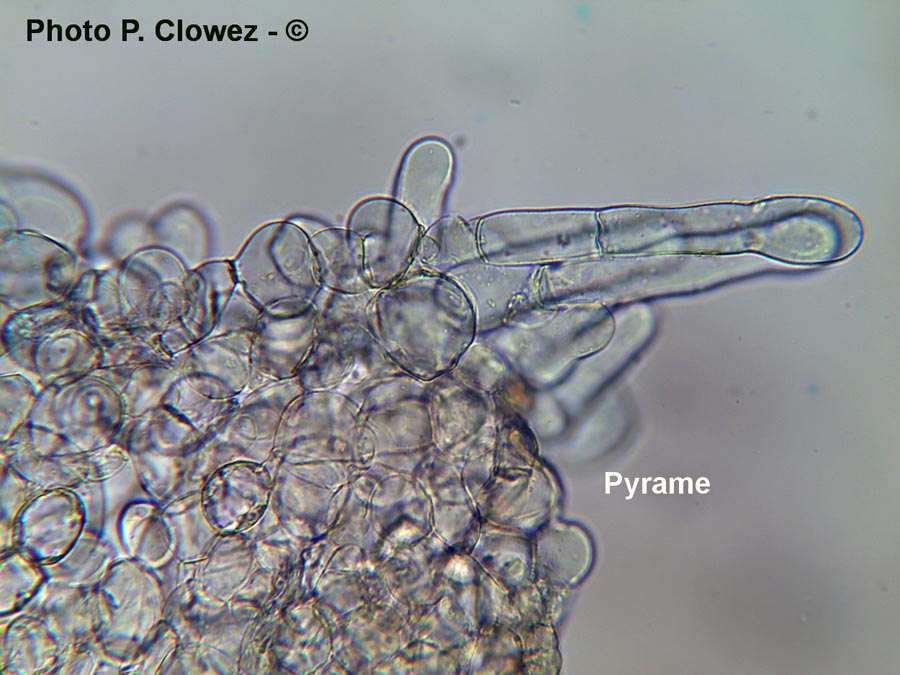 Pyrame de Morchella deliciosa