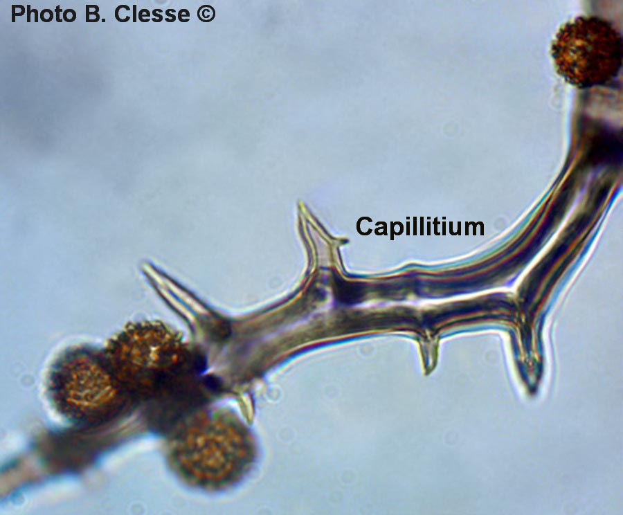 Capillitium