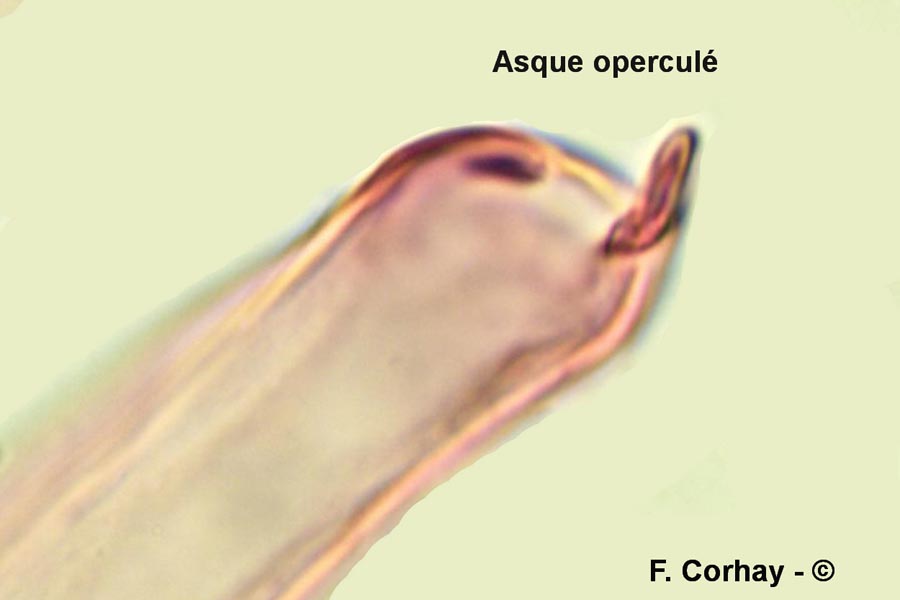 Discomycète operculé