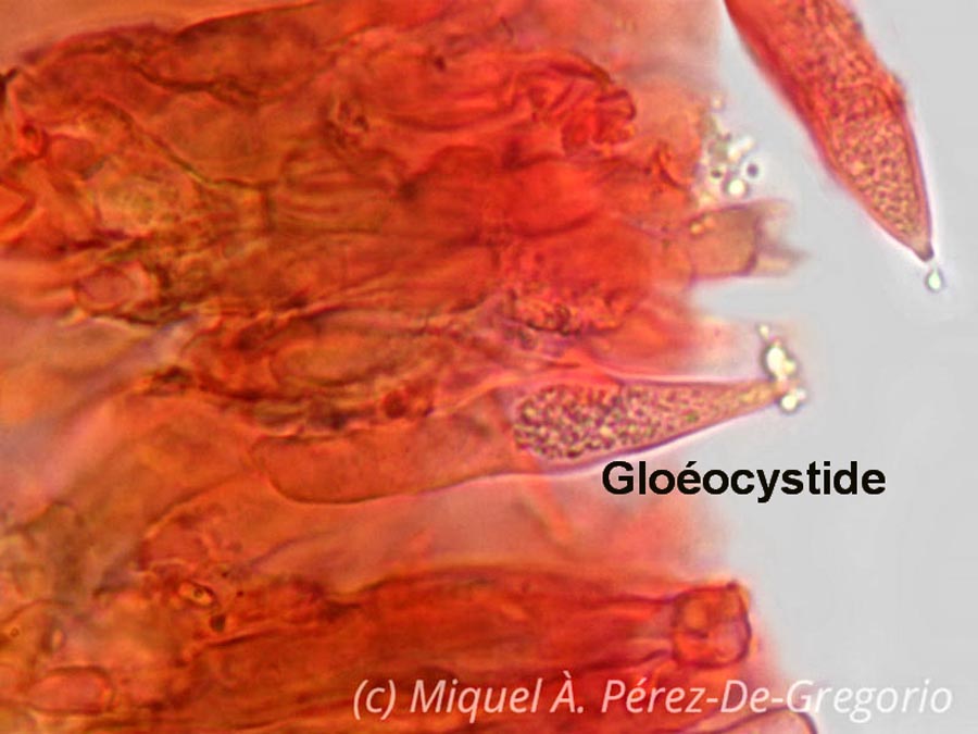 Gloéocystides