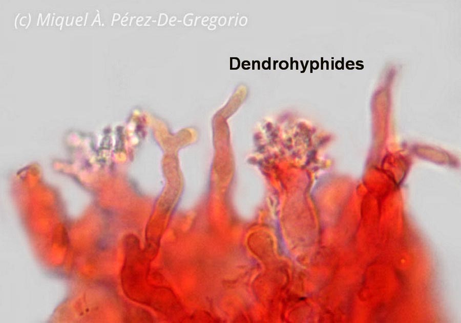 Dendrohyphide (=dendrophyse)