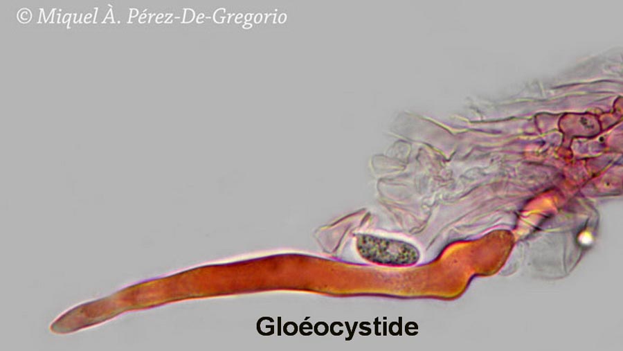 Gloéocystides