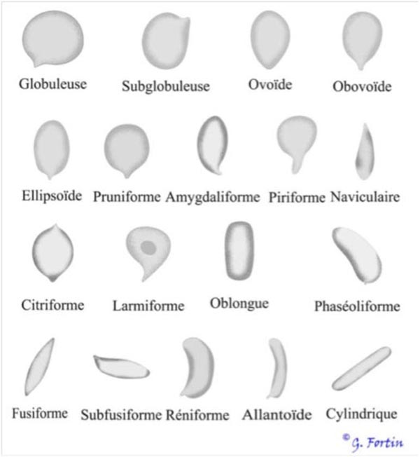 Formes des spores