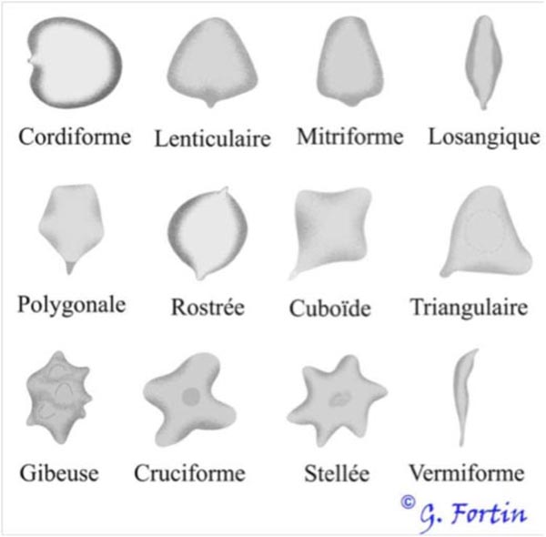 Formes des spores