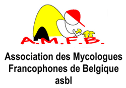 AMFB