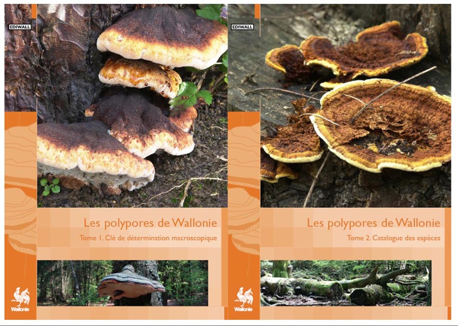 Les polypores de Wallonie