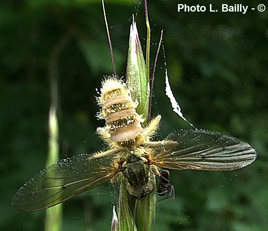 Entomophtora sp.