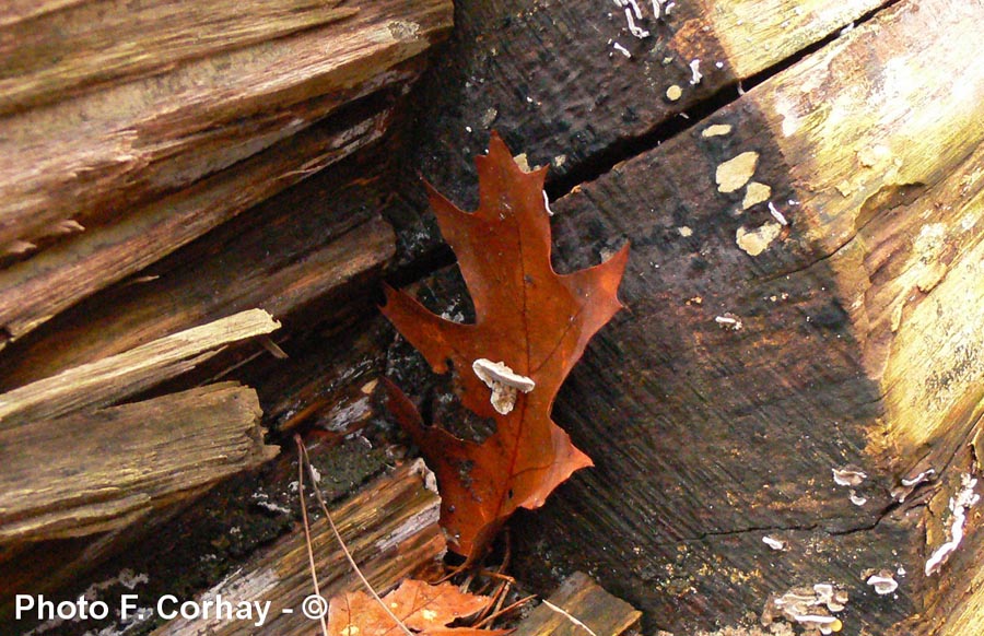 Polypore "épinglant" une feuille d'arbre