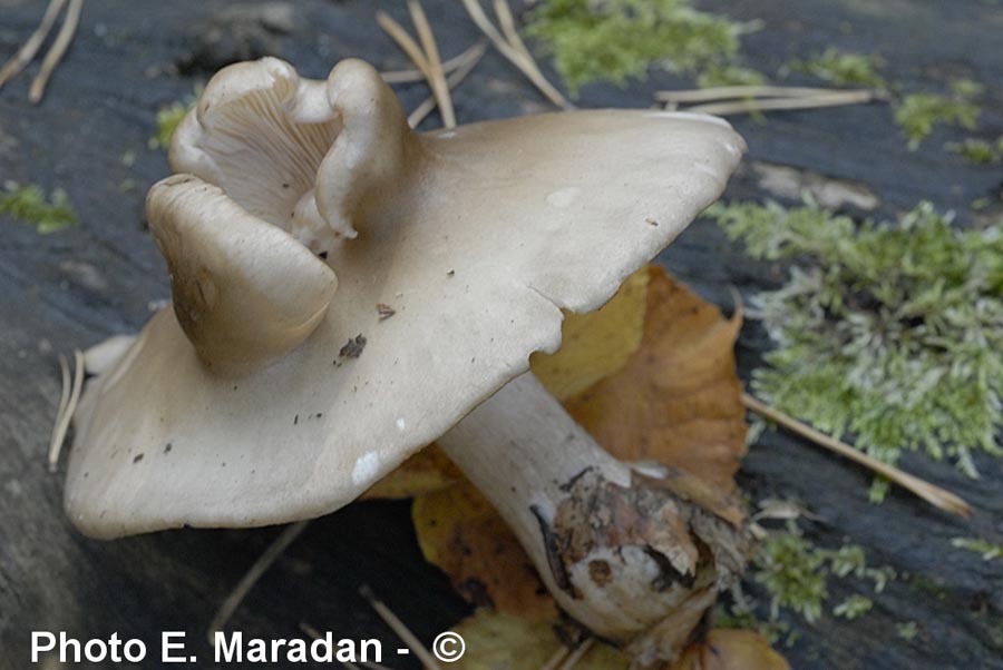 Clitocybe nebularis